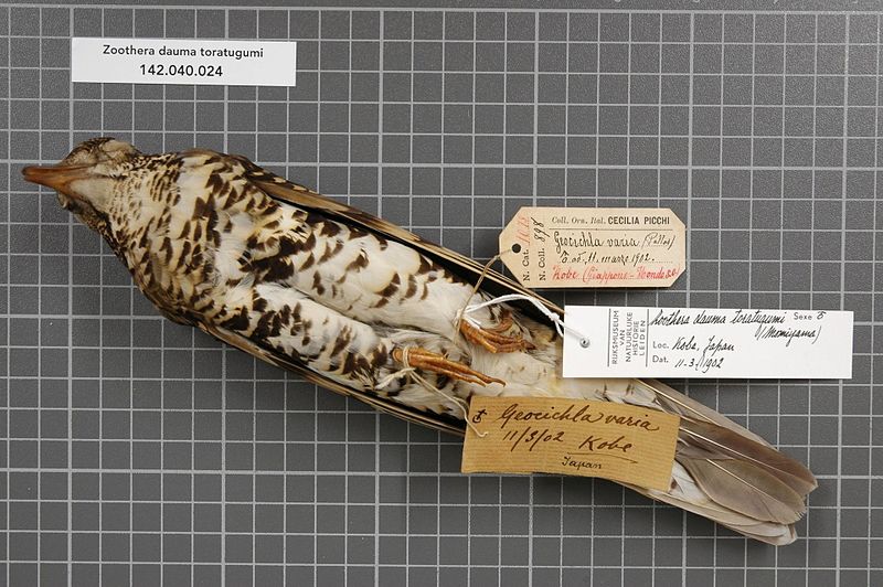 File:Naturalis Biodiversity Center - RMNH.AVES.146099 1 - Zoothera dauma toratugumi (Momiyama, 1940) - Turdidae - bird skin specimen.jpeg