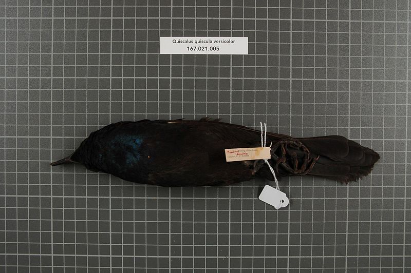 File:Naturalis Biodiversity Center - RMNH.AVES.153605 2 - Quiscalus quiscula versicolor Vieillot, 1819 - Icteridae - bird skin specimen.jpeg