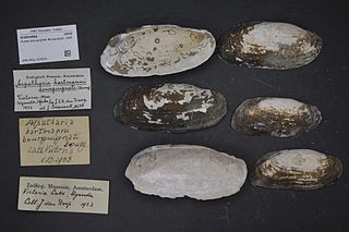 <span class="mw-page-title-main">Iridinidae</span> Family of bivalves