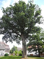 1 oak "Friedenseiche 1870/71"