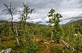 * Nomination Birch forest in Skibotndalen, Storfjord, Norway --Ximonic 07:48, 20 April 2023 (UTC) * Promotion  Support Good quality. --Vasmar1 17:35, 20 April 2023 (UTC)