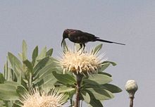 Nectarinia bocagii, mannetjie, Kwandorivier, Birding Weto, a.jpg