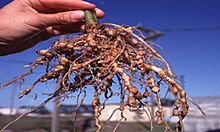 Root-knot nematode (Meloidogyne sp.) nodule damage to roots Nematode nodules.jpg