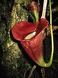 Thumbnail for Nepenthes jacquelineae