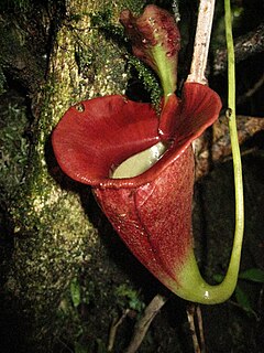 <i>Nepenthes jacquelineae</i> Species of pitcher plant from Sumatra