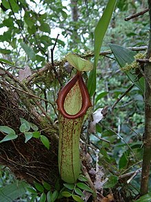 The carnivorous pitcher plant Nepenthes insignis grows on Biak.