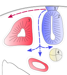 coupe d'embryon de vertébré montrant les deux voies de migration des chromatoblastes : soit superficiellement, le long de l'ectoderme, soit en profondeur en passant entre le tube neural et les somites.