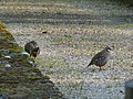 Français : Oiseaux (espèce?) en sommeil, moulin de Nieuil, Charente, France