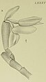 Aglossorrhyncha biflora tab 85 fig. A. in: Johannes Jacobus Smith: Orchidaceae Nova Guinea VIII (1909-1911) (Detail)