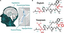 The pituitary neuropeptides oxytocin and vasopressin which have been shown to affect social processes in mammals. OXT and AVP synthesized in the neurons located in the PVN and SON.jpg