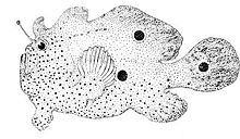 Ocellated frogfish.jpg