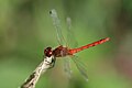 A : Sympetrum sanguineum