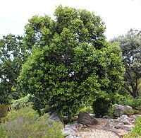 Olea Capensis