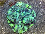 Living Trachyphyllia geoffroyi, or open brain coral Open Brain Coral Green.jpg