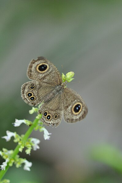 File:Open wing position of Ypthima baldus Fabricius, 1775 – Common Five-ring WLB DSC 0076.jpg