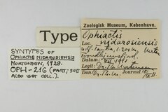 File:Ophiactis nidarosiensis - OPH-000216 label.tif (Category:Echinodermata in the Natural History Museum of Denmark)