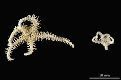 File:Ophiomitrella falklandica - OPH-000370 hab-ven-select.tif (Category:Echinodermata in the Natural History Museum of Denmark)