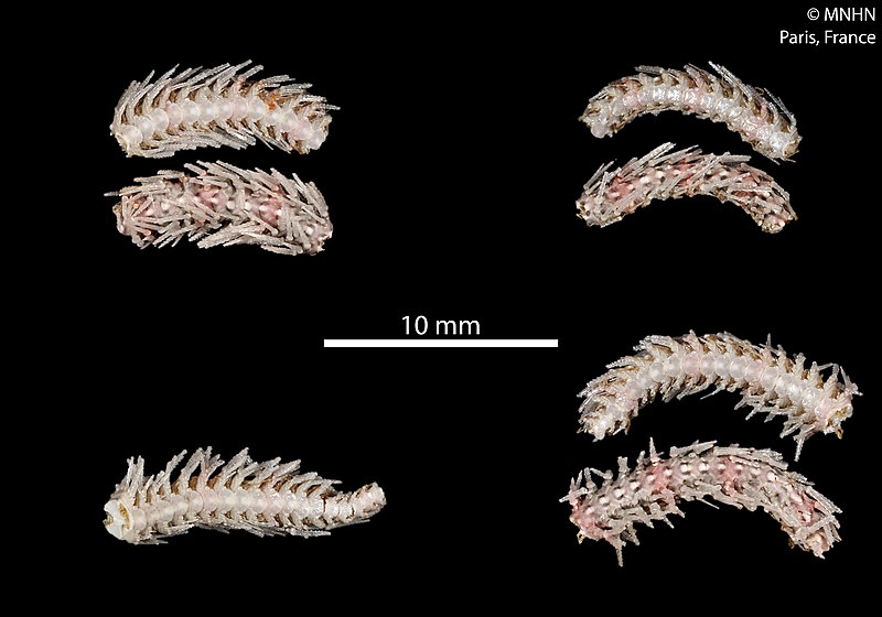 File:Ophiothrix infirma (MNHN-IE-2013-10202) 02.jpg