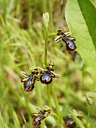 Ophrys speculum