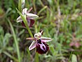 Ophrys spruneri