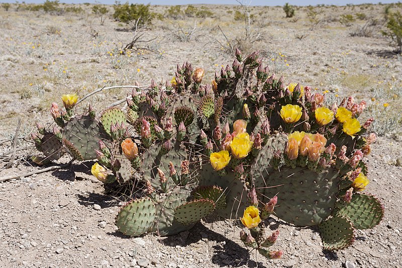 File:Opuntia macrocentra - Flickr - aspidoscelis.jpg