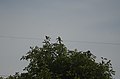 Orange-breasted green pigeon (Treron bicinctus) in Teri red dune complex JEG2994.JPG