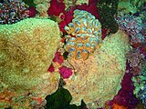 Orange and blue fan ascidians