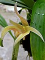 Bulbophyllum lobbii