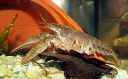Orconectes immunis Kalikokrebs calico crayfish