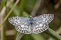 * Nomination Orcus chequered skipper (Burnsius orcus) male --Charlesjsharp 10:02, 19 October 2023 (UTC) * Promotion  Support Good quality. --Ermell 10:13, 19 October 2023 (UTC)