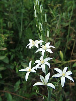 Ornithogalum pyramidale 02. 
 JPG