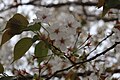 P318 オオシマザクラ Oshimazakura 花の写真