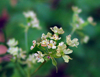 <i>Osmorhiza brachypoda</i> Species of flowering plant