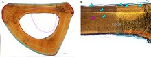 Osteological thin section of one of the holotype metatarsals of Eoneophron, with observed LAGs outlined in light blue and red Osteological thin section of right Metatarsal IV of Eoneophron infernalis in plain polarized light - Journal.pone.0294901.g008.tif