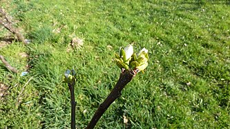 Buds of pears-quince-tree