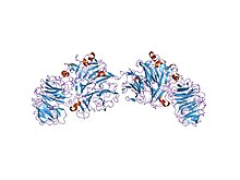 Cartoon representation of the molecular structure of Oligoxyloglucan reducing-end-specific cellobiohydrolase protein with 2 globular looking domains