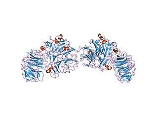 <span class="mw-page-title-main">Oligoxyloglucan reducing-end-specific cellobiohydrolase</span>