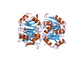 Arginine repressor ArgR