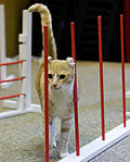 Thumbnail for Cat agility