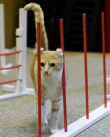 Cat agility