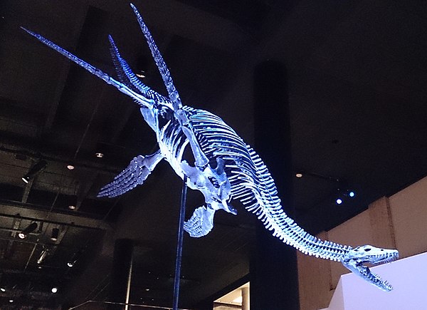 Image: Paleo Hall at HMNS plesiosaur