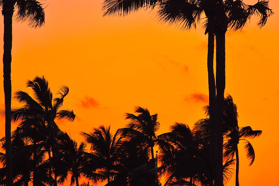 Palm Trees at Sunset in Fort Lauderdale.JPG