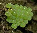 Palomena prasina eggs