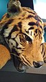 Panthera tigris Tigre