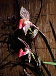 Paphiopedilum rothschildianum Orchi 01. jpg