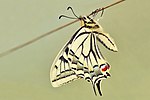 Lepidoptera: Étymologie, Caractéristiques, Variabilité