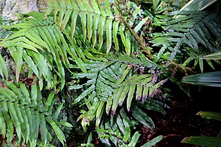 <i>Parablechnum camfieldii</i> Species of fern