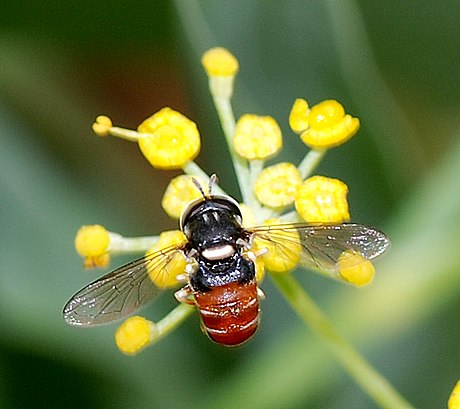 Steppeblomsterfluer