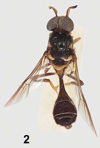 <i>Parastratiosphecomyia stratiosphecomyioides</i> Species of fly