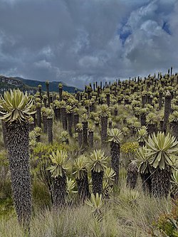 Parque Nacional de Los Nevados